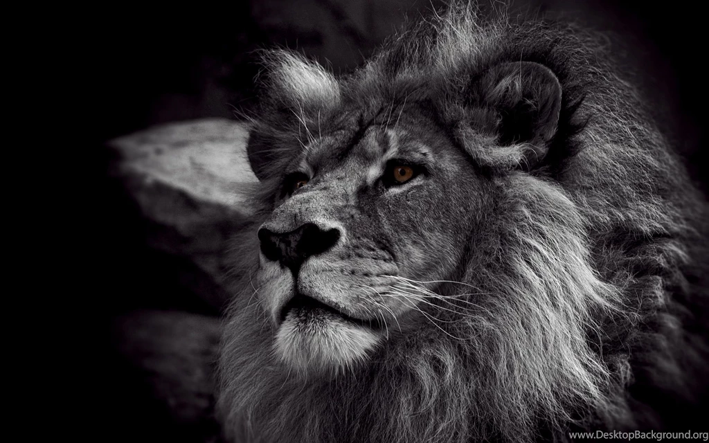 Top Black Lion Wallpaper Images For Pinterest