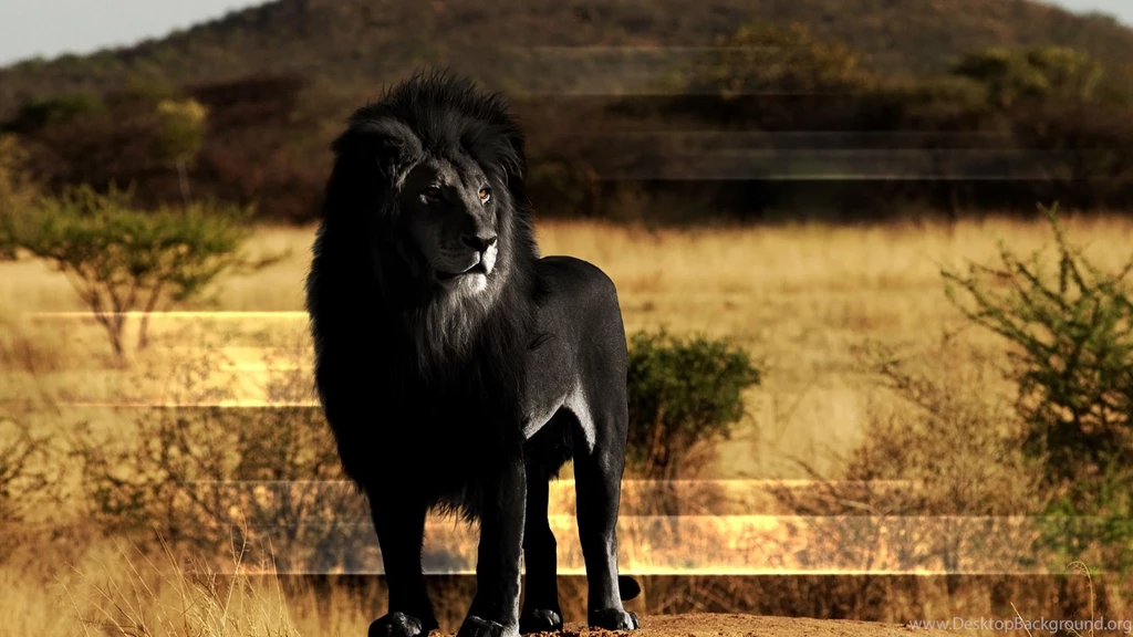 4K Ultra HD Lion Wallpapers HD, Desktop Backgrounds 3840x2160