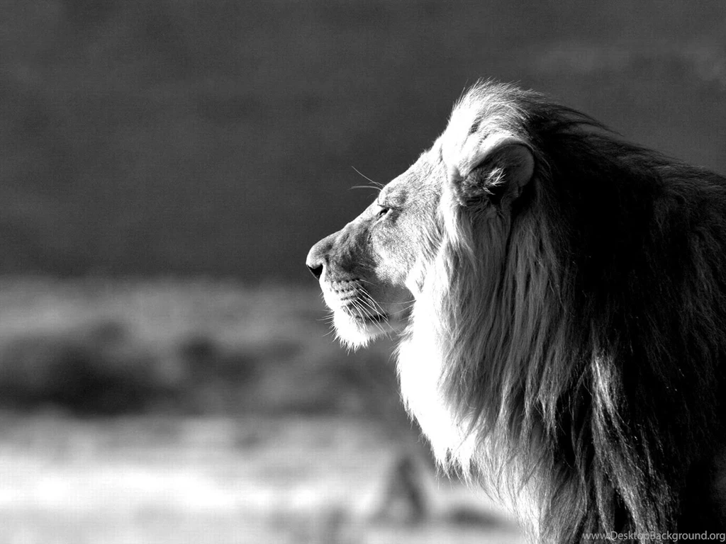 30 Best Lion Wallpapers