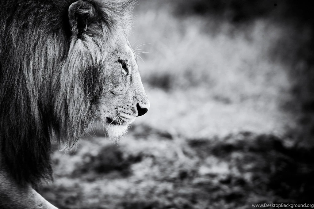 Animals Black And White Animal Lion Wallpapers