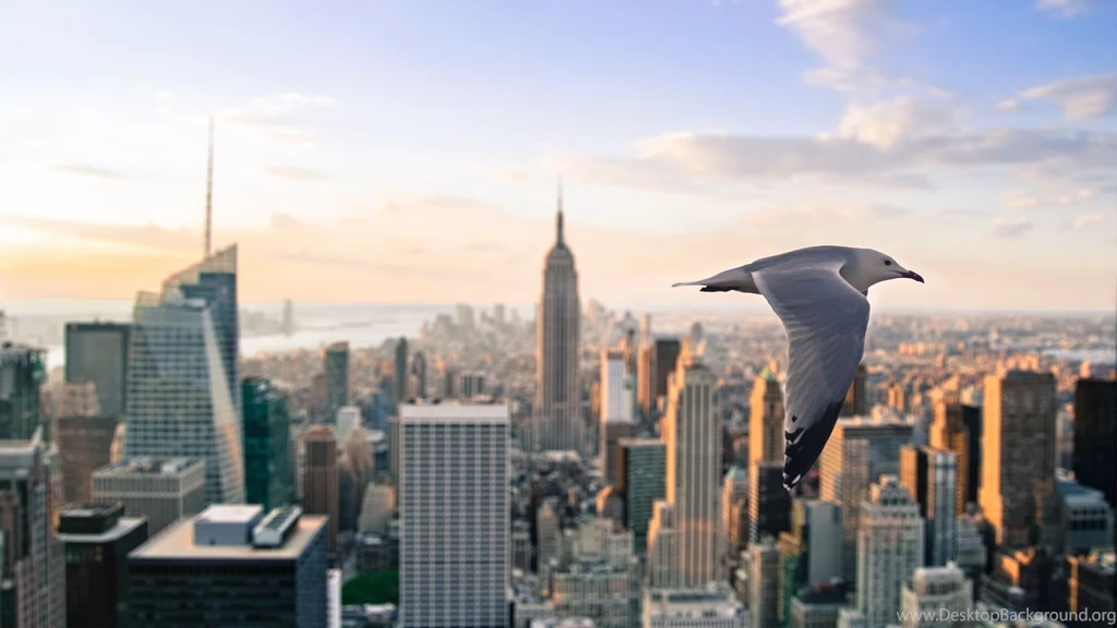 1920×1080 Seagull New York Wallpapers