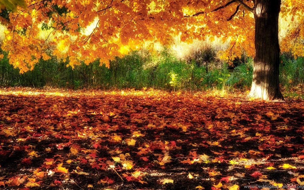 Download Fall Leaves Wallpapers HD