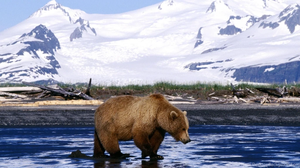 Brown Bearin Alaska Wallpaper.jpg