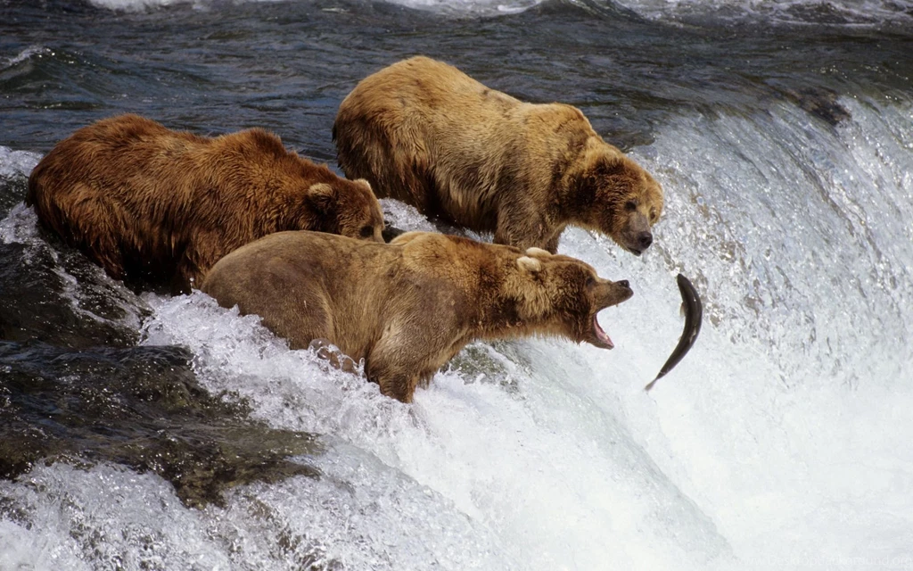 Brown Bears Alaska Wallpapers