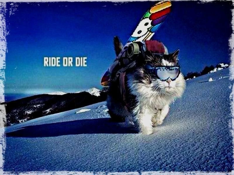 Snowboarding ☆ Snowboarding Wallpapers (32901516) Fanpop