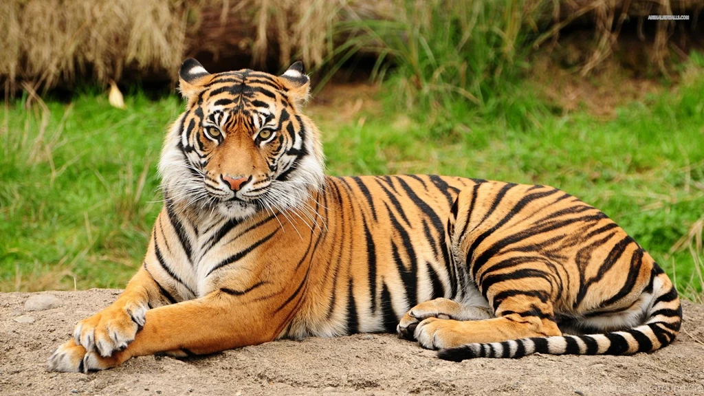 1920x1080 HD Animal Wallpapers