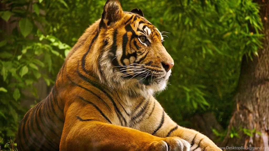 Sumatran Tiger Wallpapers