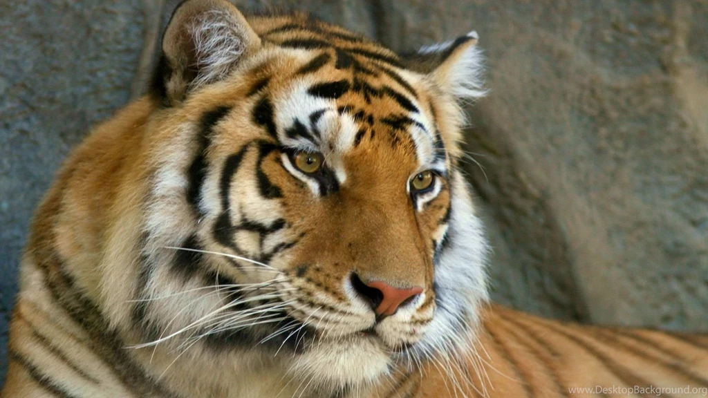 Top 1920x1080 Tiger Face Stone Images For Pinterest