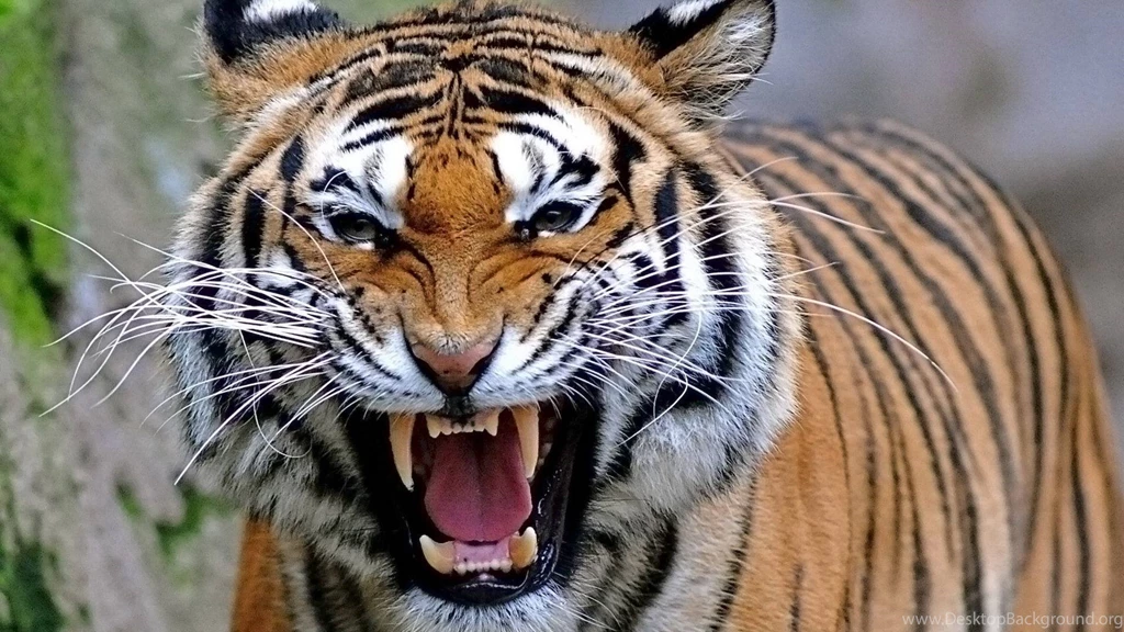 HD Quality Tiger White Tiger HD 1080p Wallpapers SiWallpapers 20524