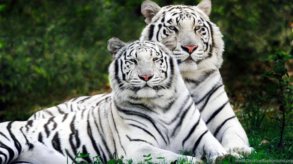 Tiger HD Wallpapers For Mobile And Desktop Backgrounds