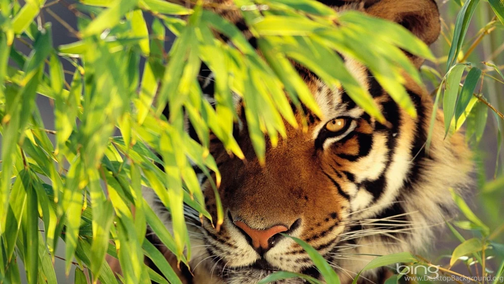 Tiger HD Wallpapers