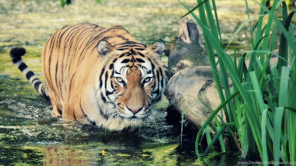 Wild Tiger Wallpapers