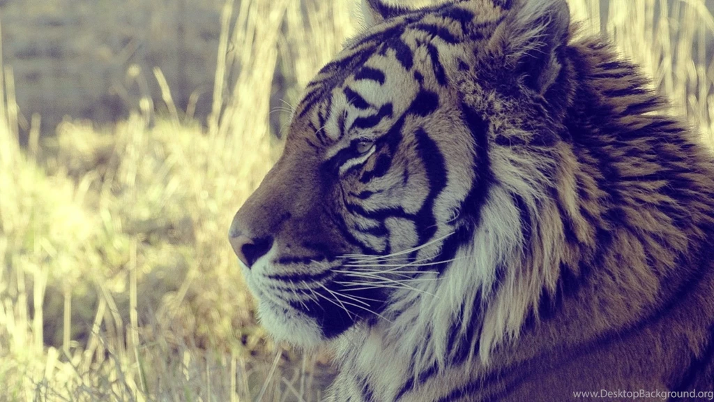 1920x1080 HD Animal Wallpapers