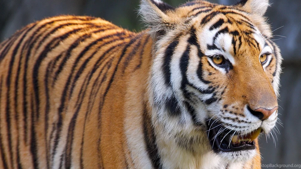 Tiger HD Wallpapers