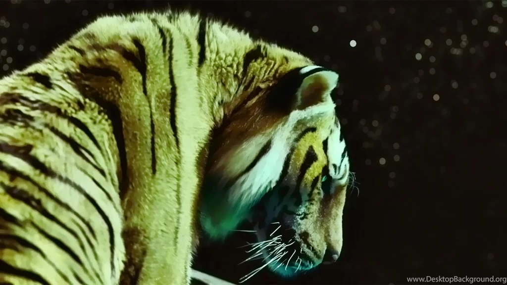 Tiger Life Of Pi 1920x1080 HD Wallpapers 1650743