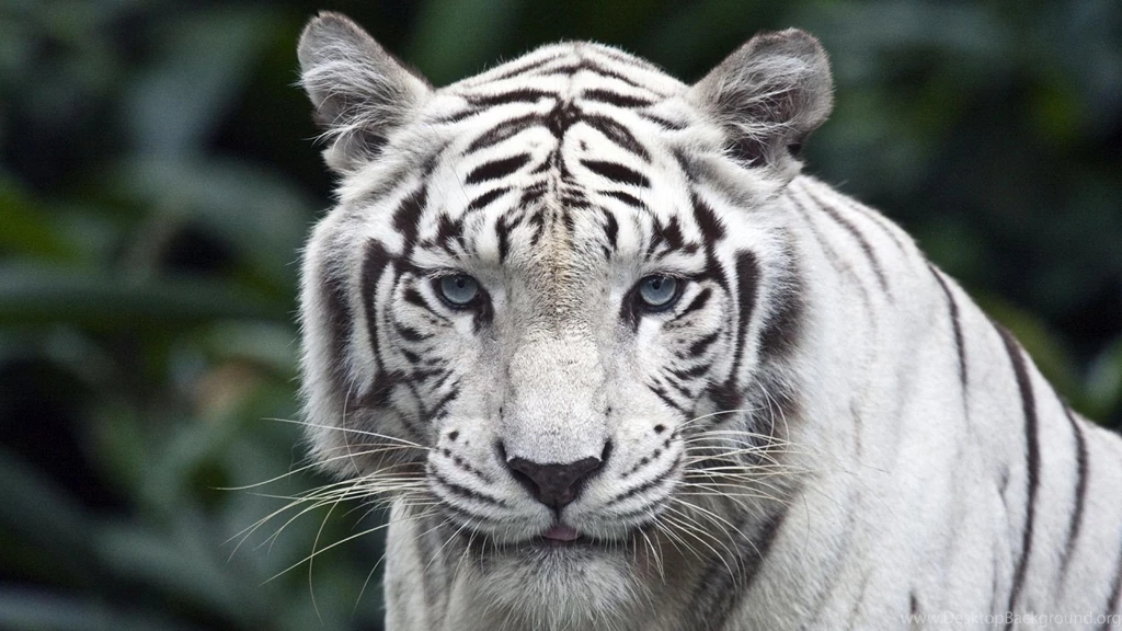 1920x1080 White Tiger Backgrounds Wallpapers