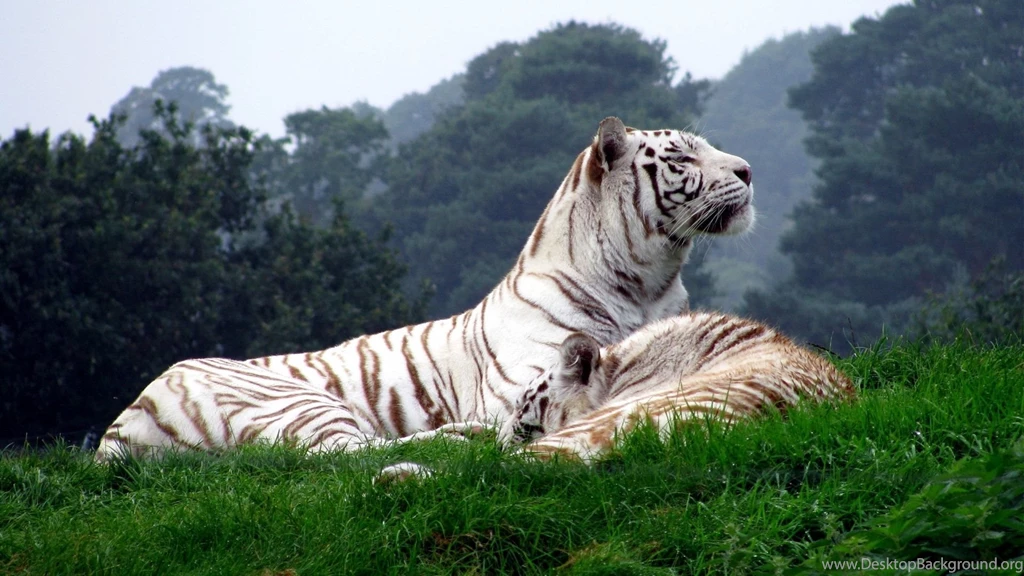 White Tigers Wallpapers 208749