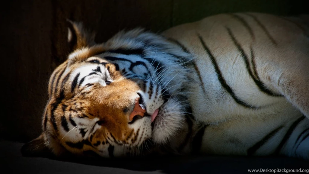 HD Quality Tiger Cute Sleeping Tiger Wallpapers SiWallpapers 20575