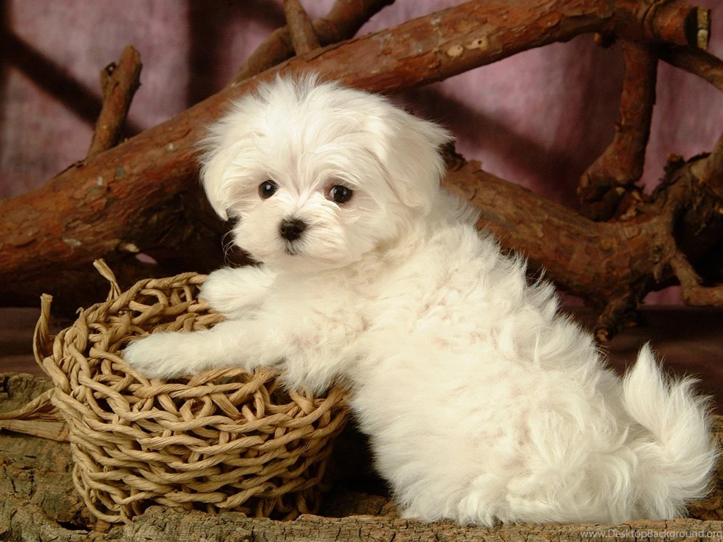 Maltese Dog Desktop Wallpaper, Maltese Dog Pictures, New Wallpapers