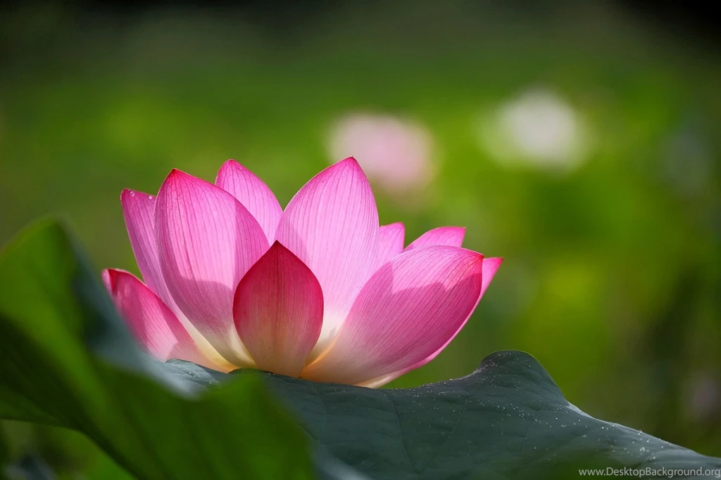 Lotus Flower Wallpaper Images