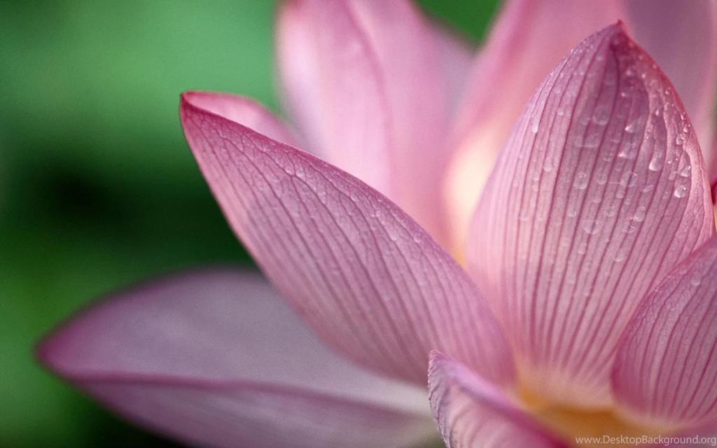 Lotus Wallpapers