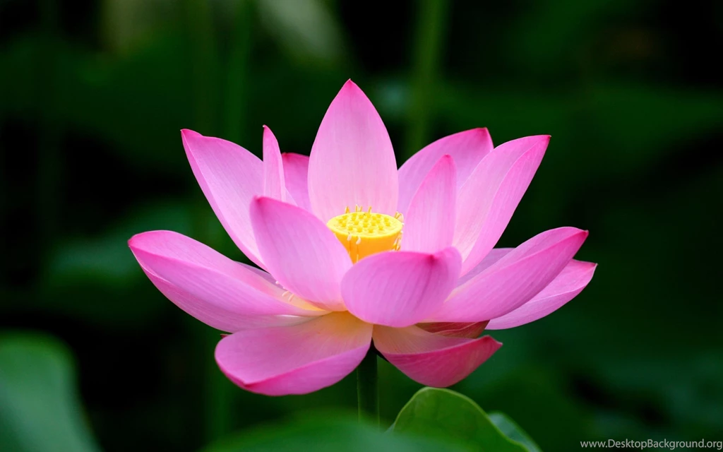 Lotus Flower Wallpapers