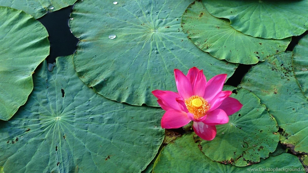 Lotus Flowers Wallpapers HD