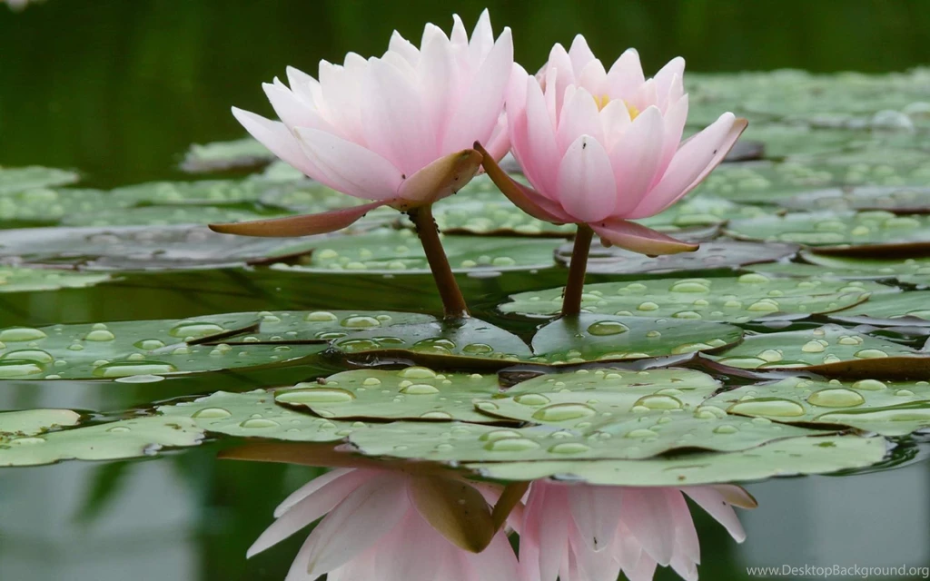 Lotus Flower Black And White Wallpapers Wallpaper.
