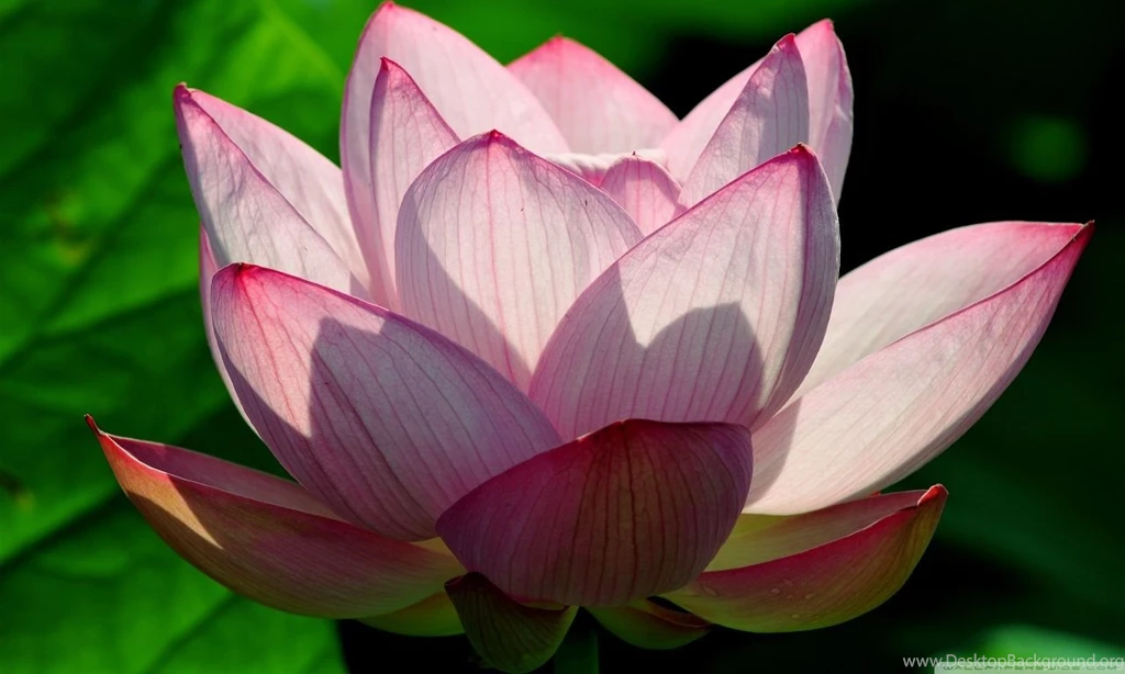 Lotus Flower HD Desktop Wallpapers : Widescreen : High Definition ...