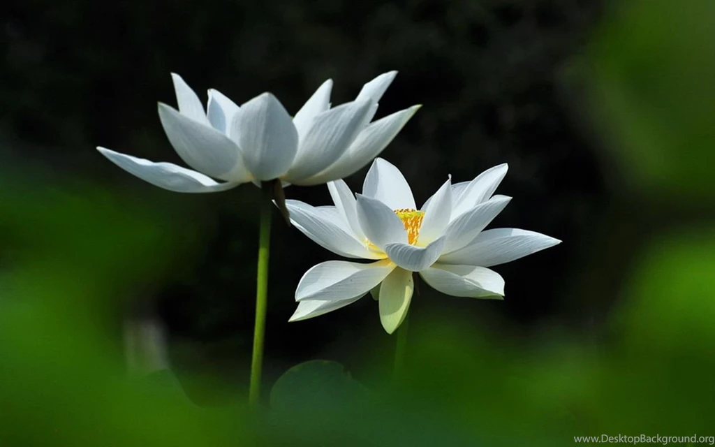 Lotus Flower Desktop Wallpapers