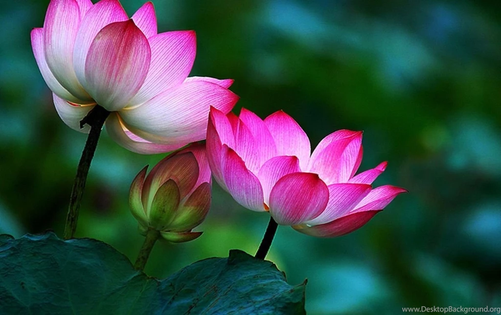 Lotus Flower Buddha Wallpaper.