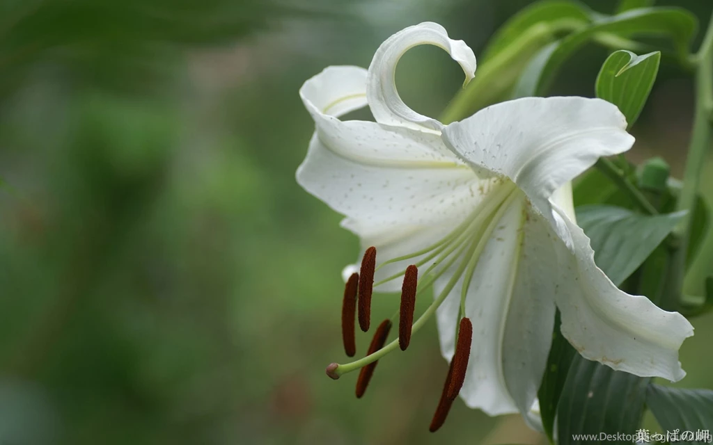 Lily Wallpapers HD Download