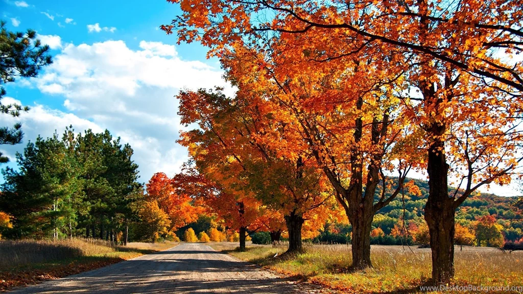 Autumn, Lane, Wallpaper, Trees (