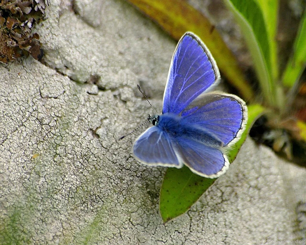 Desktop Wallpapers · Gallery · Animals · Blue Butterfly   Digital ...
