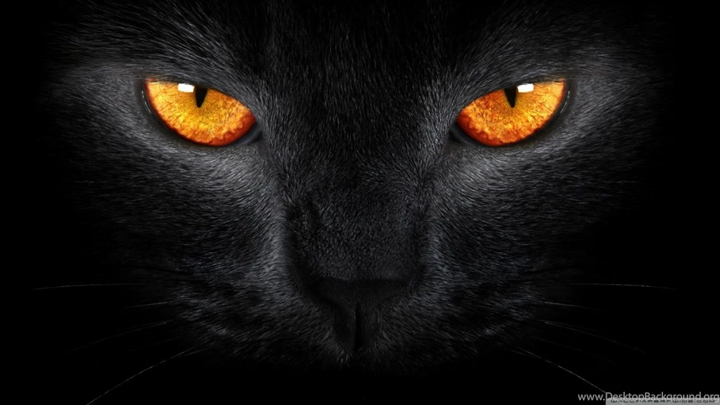 Black Cat HD Desktop Wallpapers : High Definition : Fullscreen : Mobile
