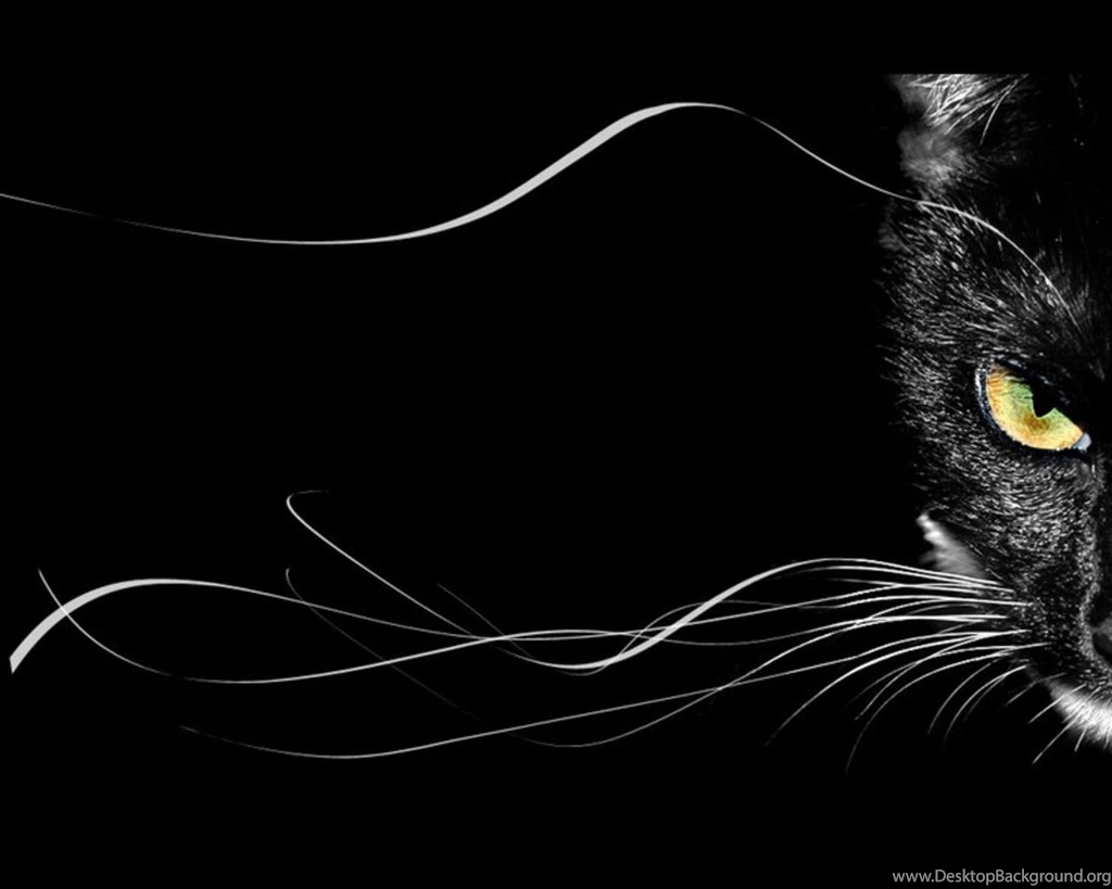 Wallpapers Black Cat