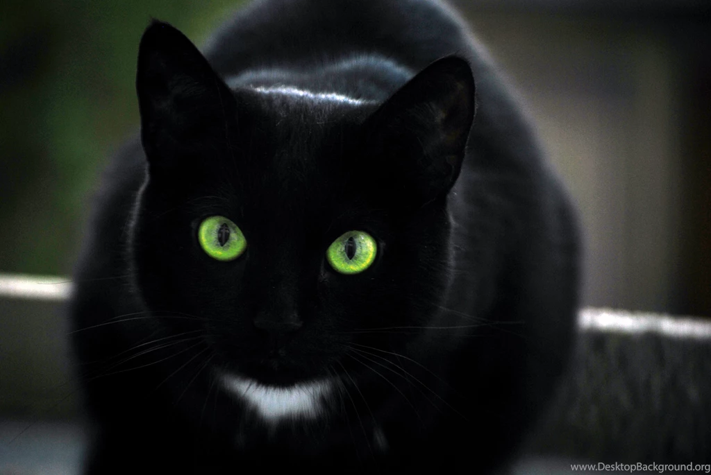 Black Cat Kitten Wallpapers HD Cute Cat Wallpapers PowerballForLife