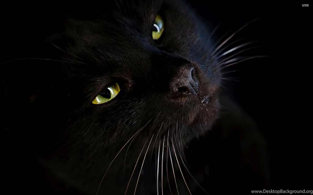 Black Cat Wallpapers Animal Wallpapers