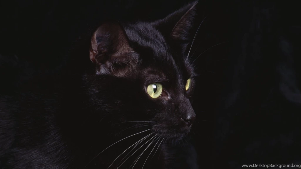 Black Cat Wallpapers