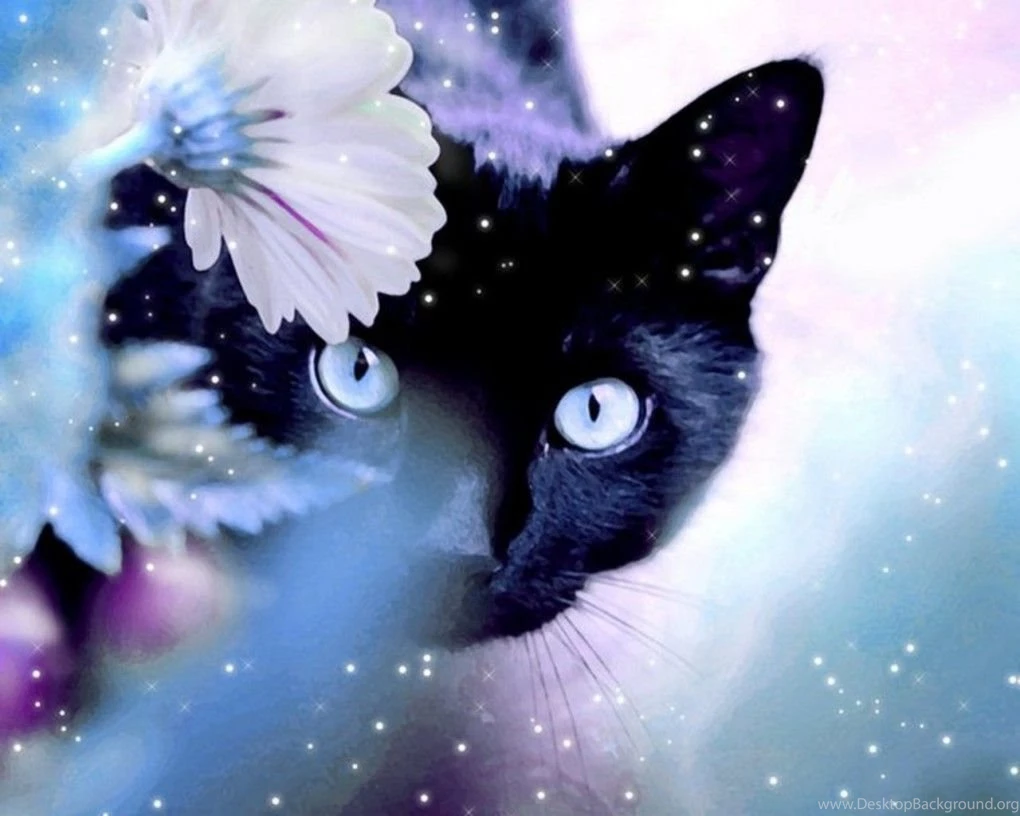 Black cat wallpapers Beautiful Pictures Wallpapers (36544585) Fanpop