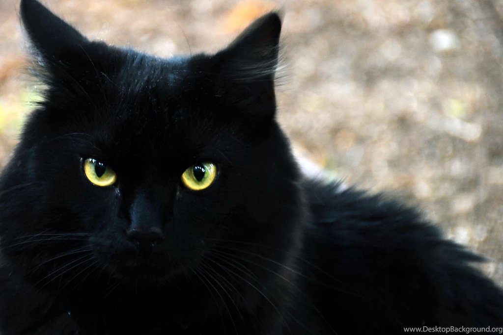 Black Cat HD Wallpapers Widescreen