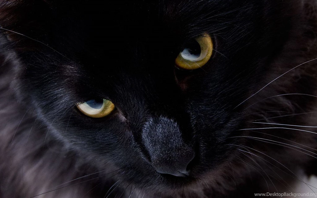 Black Cat Wallpapers Cats Wallpapers