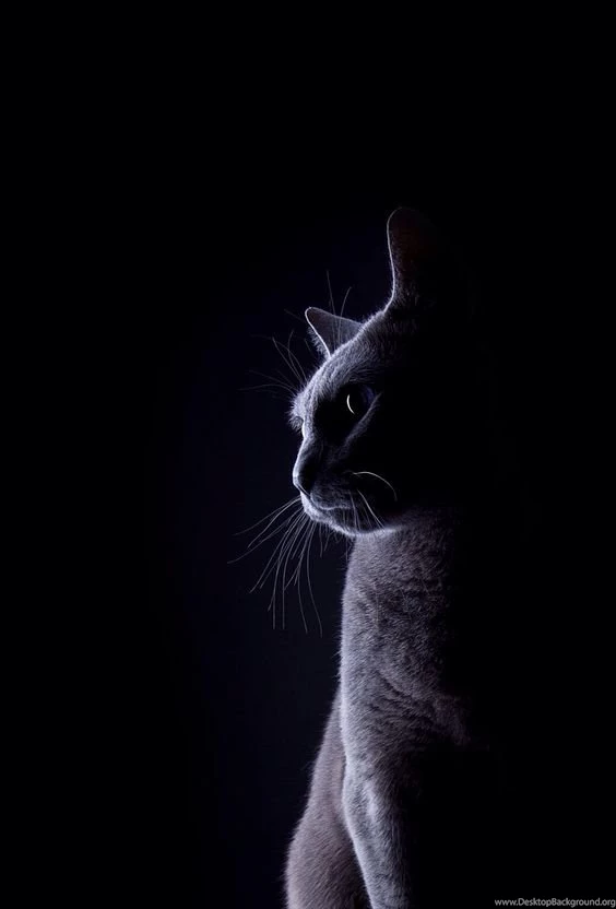 Wallpapers On Pinterest