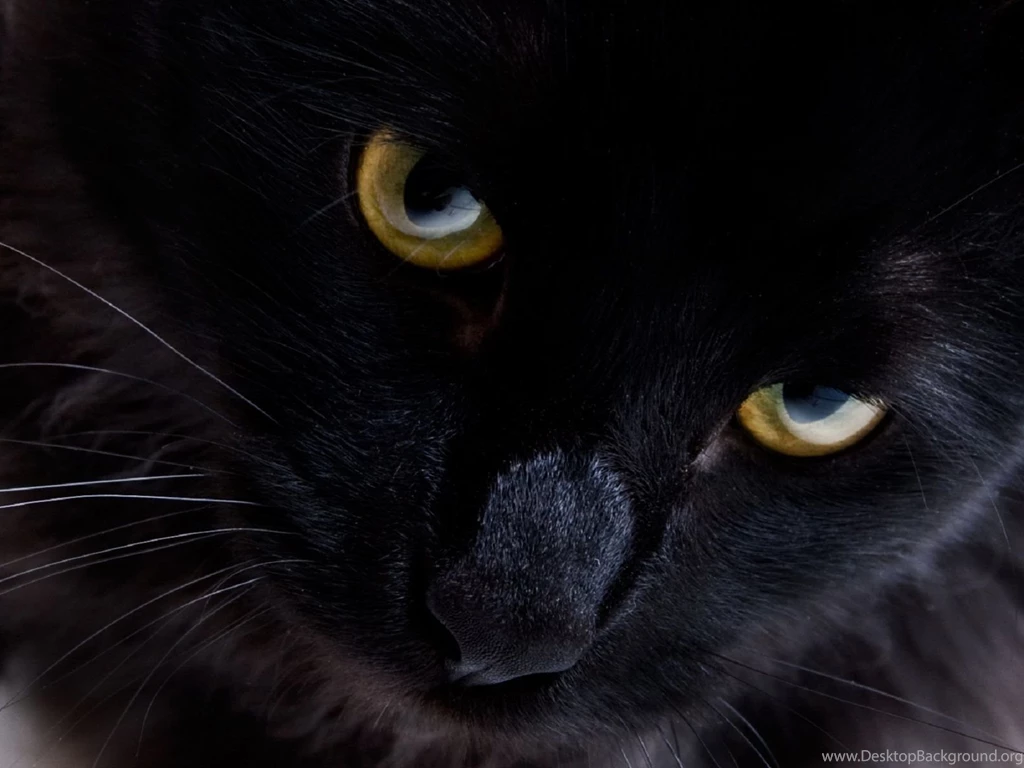 Top Black Persian Cat Wallpaper Images For Pinterest