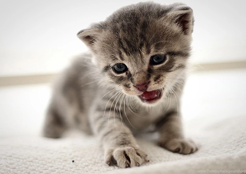 Hd Cat Wallpapers, Free Cat Images, Claw, Hairy, Animals, Pets ...