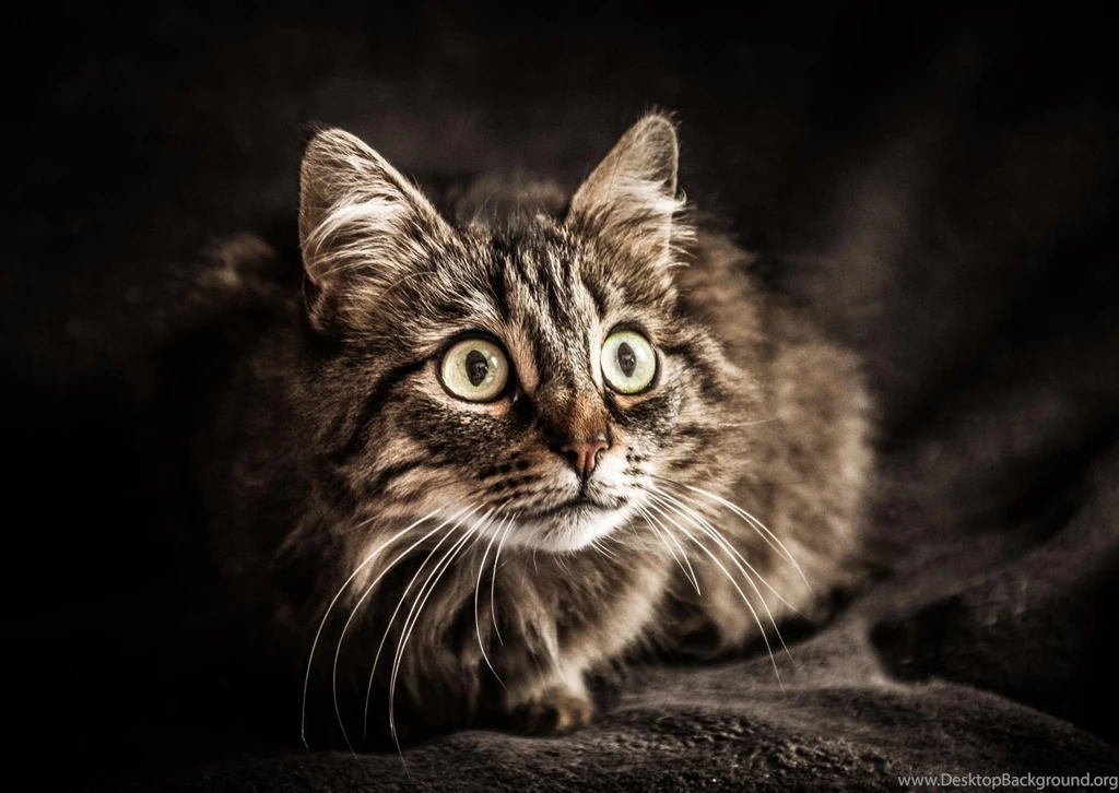 Hd Cat Wallpapers, Kitten Images, Cute Cat Photos, Hairy, Pets ...