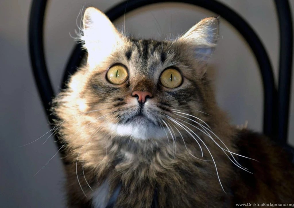 Hd Cat Wallpapers, Kitten Images, Hairy, Animals, Animal Desktop ...