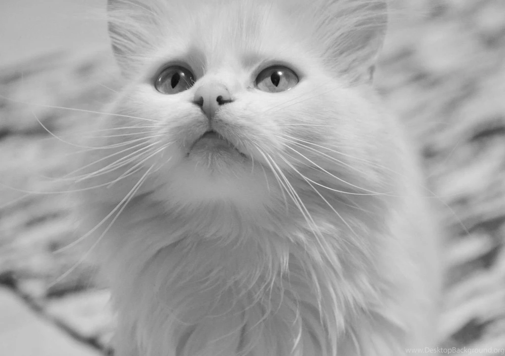 Hd Cat Wallpapers, Kitten Images, Cute Cat Photos, Hairy, Animals ...