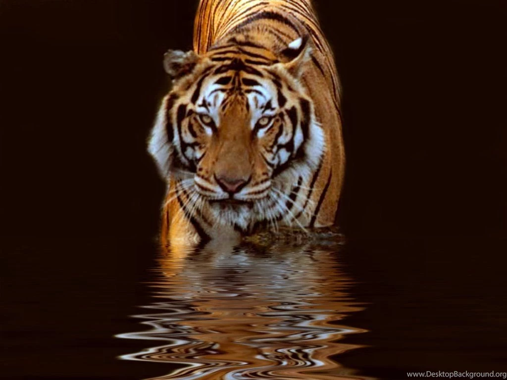 1060 Tiger HD Wallpapers