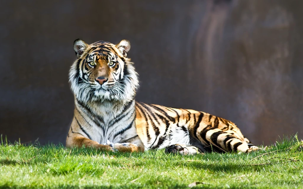 Tigers,Cheetahs,Leopards Wallpapers & HD Desktop Backgrounds Page 1